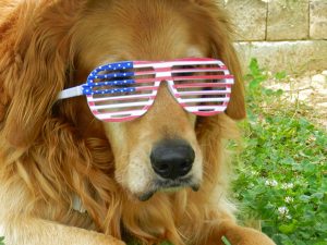 Independence Day Dog